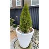 Image 2 : 4 pc -Large resin planter pots w/ cedar trees