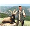 Image 2 : Kri-Kri Hybrid Ibex Hunt in Macedonia