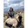 Image 4 : Kri-Kri Hybrid Ibex Hunt in Macedonia