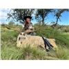 Image 2 : Patagonia Ram & Feral Goat Hunt at Villa Hermosa – Argentina