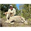 Image 5 : Patagonia Ram & Feral Goat Hunt at Villa Hermosa – Argentina