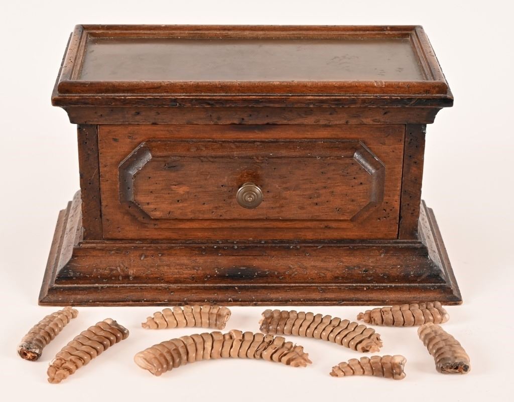 Frame Rattlesnake Rattles Small Chest of Rattlesnake Rattles