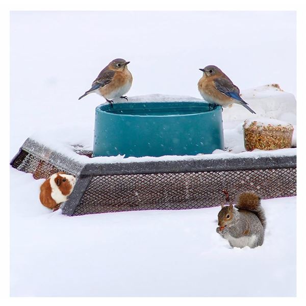 ICE FREE PET HEATED BOWL MODEL LS-1601