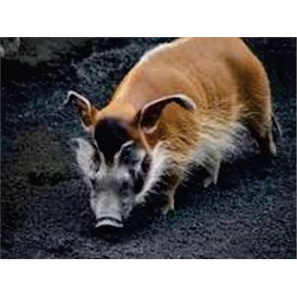 AFRICAN NIGHT HUNT FOR ONE HUNTER