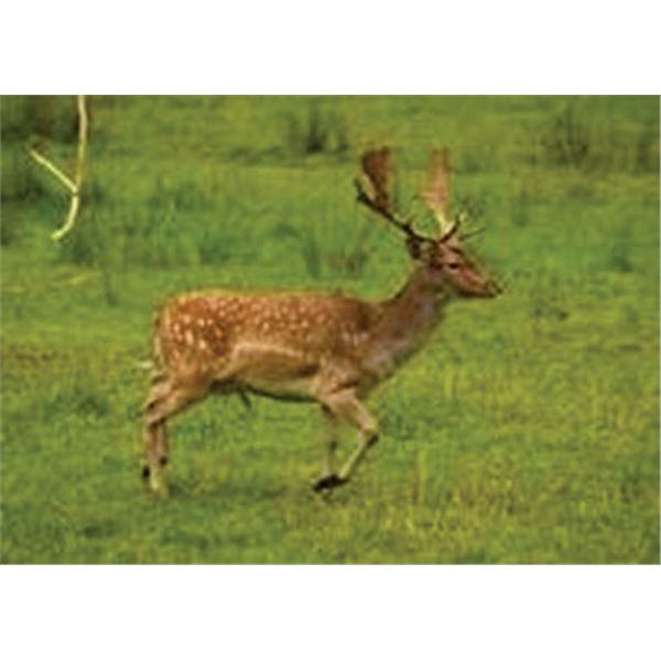 HUNT IN ENGLAND FOR ONE HUNTER