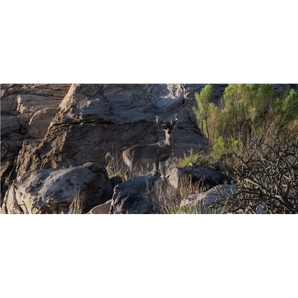 Coues Deer Hunt for 1 - Sonora Desert Hunts