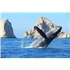 Image 6 : Cabo All-Inclusive Adventures – 4 Nights for 2