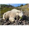 Image 4 : Rifle Mountain Goat Hunt  in Canada - Driftwood Valley Outfitters Ltd