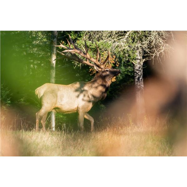 Trophy Elk Hunk in Ada, OK - Venator USA