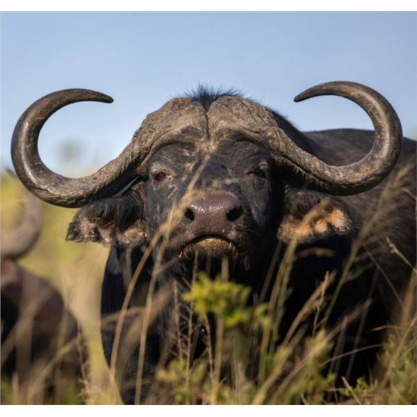 Buffalo Kloof Buffalo Hunt