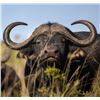 Image 1 : Buffalo Kloof Buffalo Hunt