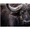 Image 4 : Buffalo Kloof Buffalo Hunt