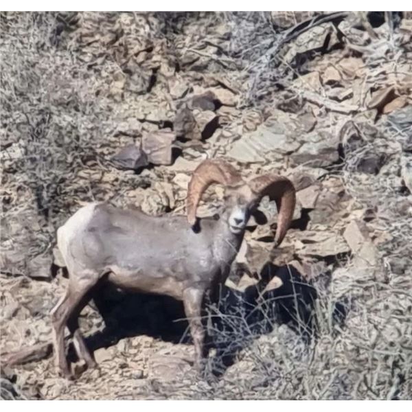 Desert Big Horn Hunt - Sonora Desert Hunt