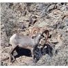 Image 1 : Desert Big Horn Hunt - Sonora Desert Hunt