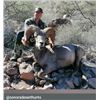 Image 2 : Desert Big Horn Hunt - Sonora Desert Hunt