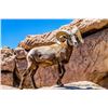 Image 3 : Desert Big Horn Hunt - Sonora Desert Hunt