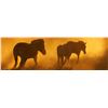 Image 5 : 10-Day African Safari for 4 Hunters and 4 Observers - Bronkhorst Safaris