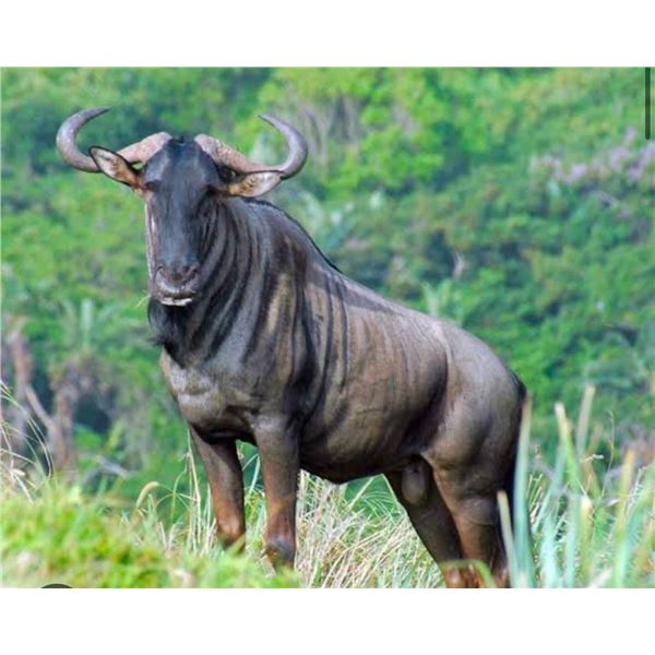 10-Day Plains Game Hunt for 6 Hunters – Hercules Safaris