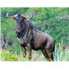 Image 1 : 10-Day Plains Game Hunt for 6 Hunters – Hercules Safaris