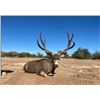 Image 3 : Desert Mule Deer Hunt for 2 - Sonora Desert Hunts