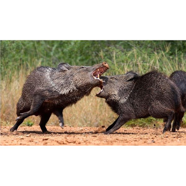 Javelina Hunt in South Texas