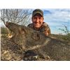 Image 3 : Javelina Hunt in South Texas