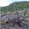 Image 2 : 10 Day Hunt-All Inclusive for 1 Hunter – Thaba Tala Safaris