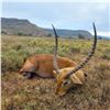Image 3 : 10 Day Hunt-All Inclusive for 1 Hunter – Thaba Tala Safaris