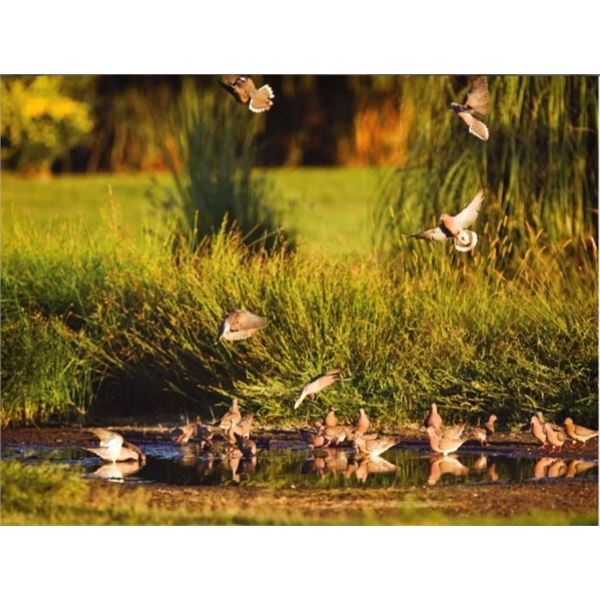 6 Dove Hunts in Argentina - Frontera Wingshooting