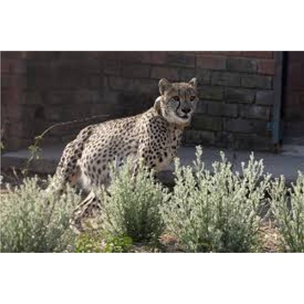 The Cheetah Relocation Project
