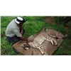 Image 5 : The Cheetah Relocation Project