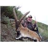 Image 11 : Spain, 2 hunters 5 days or 1 hunter for 10 days. Trophy fees not included.
