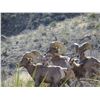 Image 3 : TEXAS BIGHORN SOCIETY LIFE MEMBERSHIP