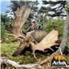 Image 3 : CANADIAN MOOSE & BLACK BEAR COMBO FOR 1 (NEWFOUNDLAND) W/ ARLUK OUTFITTERS