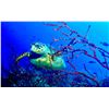 Image 13 : CARIBBEAN FISHING, DIVING & SNORKELING ADVENTURE VACATION W/ BLUE REEF ISLAND (BELIZE)