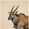 Image 4 : ELAND + ZEBRAS + WHITE RHINO DART CONSERVATION EXPERIENCE & MOUNT
