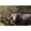 Image 3 : "THE SKINS" SAFARI PACKAGE  FOR 1 (SOUTH AFRICA) W/ MONTERRA SAFARIS (BUFFALO, GIRAFFE, ZEBRA