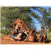 Image 4 : "THE SKINS" SAFARI PACKAGE  FOR 1 (SOUTH AFRICA) W/ MONTERRA SAFARIS (BUFFALO, GIRAFFE, ZEBRA