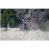 Image 4 : RED STAG HUNT FOR 1 (NEW ZEALAND) W/ WILDSIDE SAFARIS