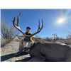 Image 4 : MULE DEER HUNT FOR 2 (SONORA MEXICO) W/ SONORA DESERT HUNTS