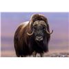 Image 4 : BARREN GROUND MUSKOX HUNT FOR 1 (NWT OR NUNAVUT) W/ GLOBAL SAFARI OUTFITTERS - HUNT IN 2025!