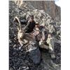 Image 3 : PAMIR IBEX HUNT FOR 1 (TAJIKISTAN) W/ GLOBAL SAFARI OUTFITTERS
