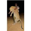 Image 3 : LEOPARD HUNT FOR 1 (ZIMBABWE) W/ GLOBAL SAFARI OUTFITTERS