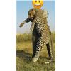 Image 4 : LEOPARD HUNT FOR 1 (ZIMBABWE) W/ GLOBAL SAFARI OUTFITTERS