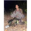 Image 4 : OCELLATED TURKEY & BROCKET DEER HUNT FOR 2 (CAMPECHE, MEXICO) W/ EXTRAVAGANZA HUNTING