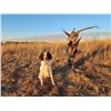 Image 3 : English Springer Spaniel Hunting Dog