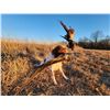 Image 4 : English Springer Spaniel Hunting Dog