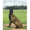 Image 2 : Naming Rights for 2 Anti-Poaching dogs in South Africa