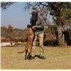 Image 8 : Naming Rights for 2 Anti-Poaching dogs in South Africa