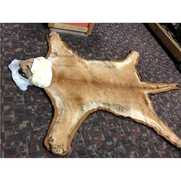 Genuine Cougar Rug